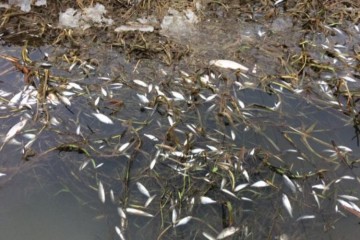 River Witham: Dead Fish Pollution Source Identified